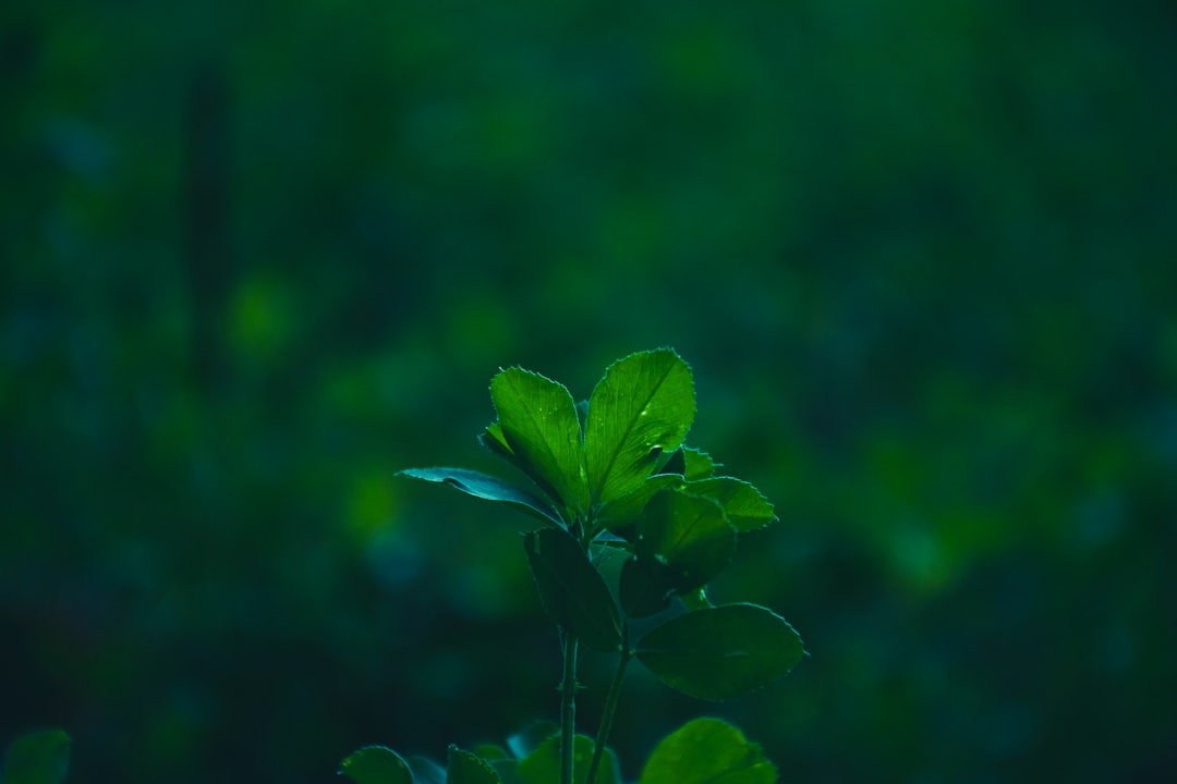 链路聚合器与负载均衡器的技术对比及适用场景分析