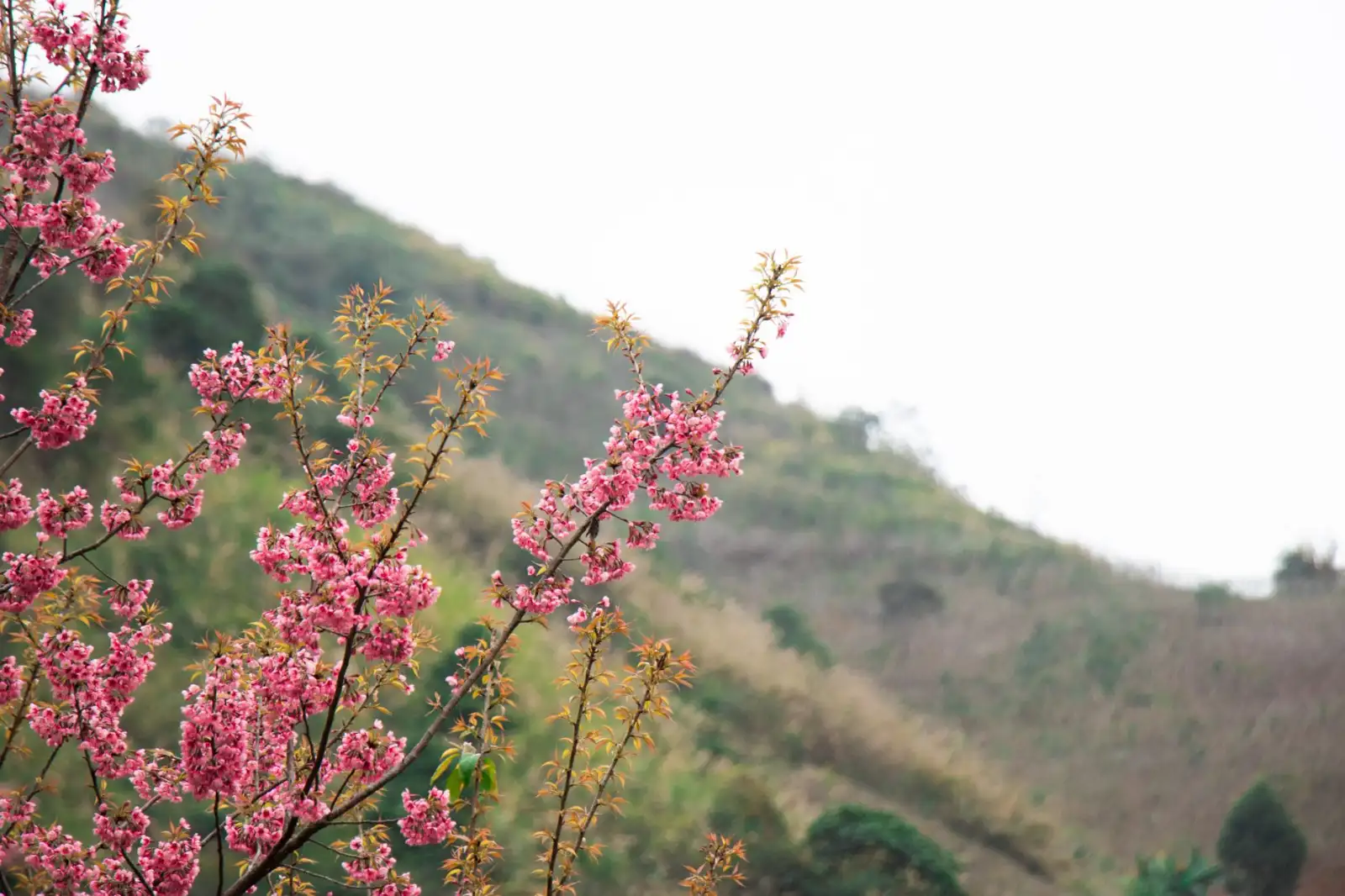 太原政企网络优化：负载均衡器与链路聚合器应用场景对比